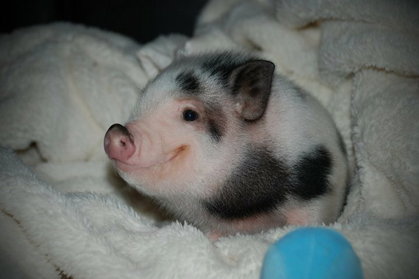 Happy Monday From a Happy Little Piglet! [Courtesy of Reddit]