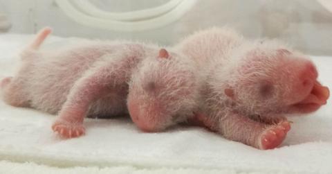 Twin panda pics lin bing gives birth babies 02