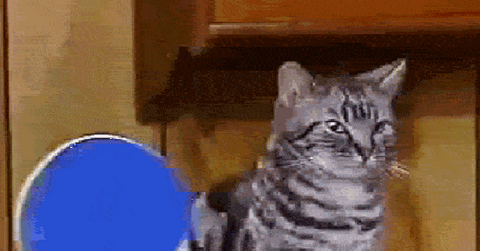 Cats ping pong