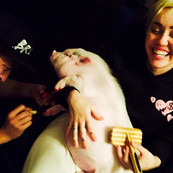 Miley cyrus pig