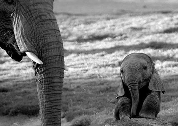 Baby elephant