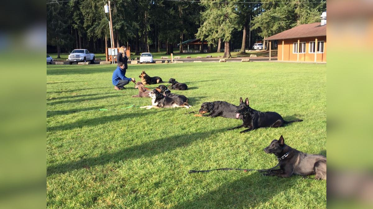 understanding how dogs think belynda moores  year mission to transform owner mindset through dog psychology