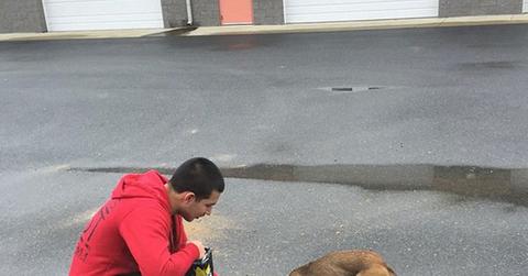 Kailyn javi new dog royal