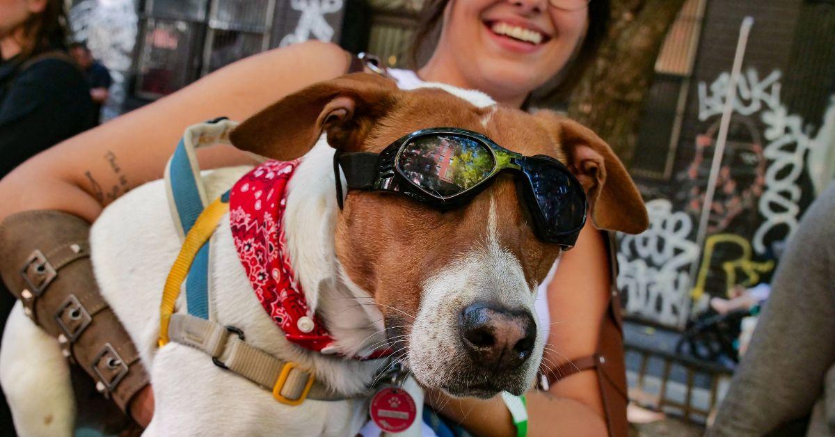 Photo of A Dog