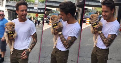 Liam payne cuddles cute puppy new york city ok long