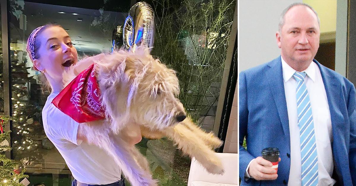 amber heard disses australia deputy prime minister names new pooch after politician ok pp