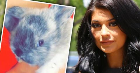 Kylie jenner bunny