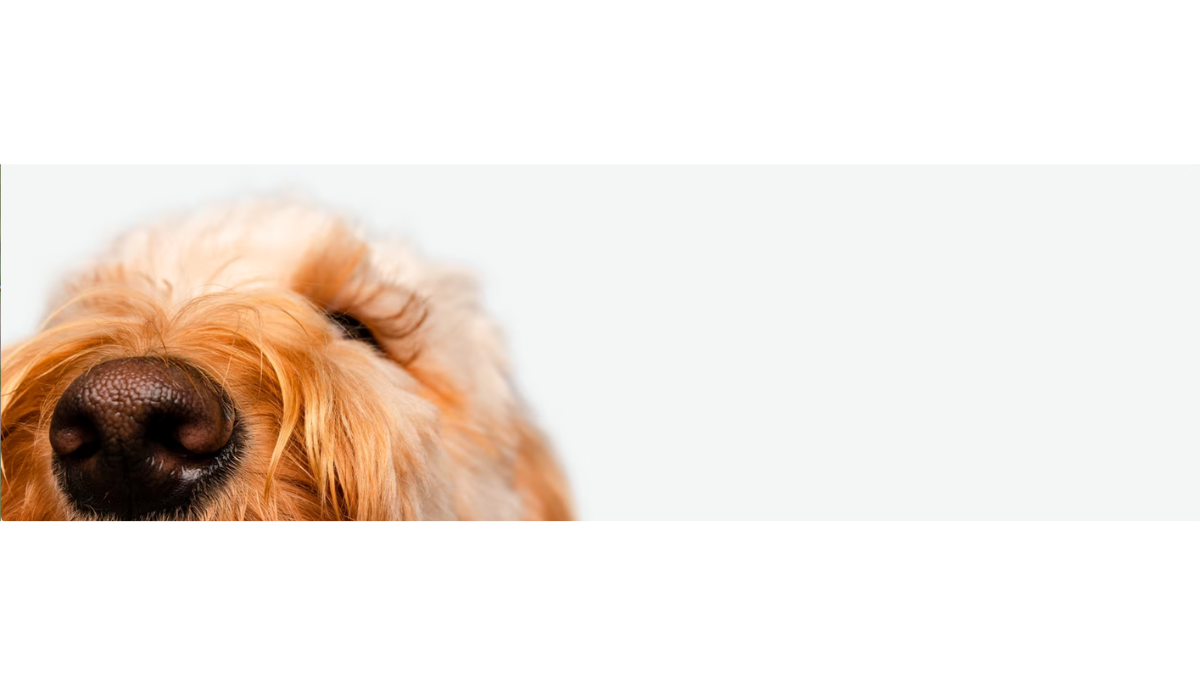 new puppy essentials for summer everything you need from day one