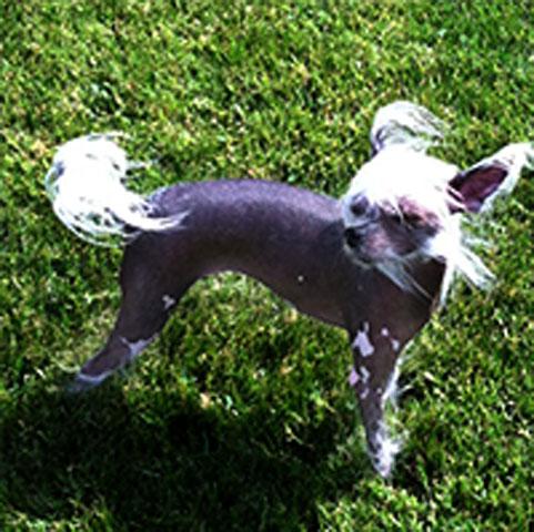 Worlds_ugliest_dog_competition_8_ _1.jpg