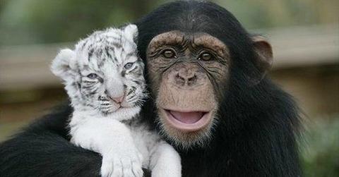 Chimp and Baby Tiger Crop