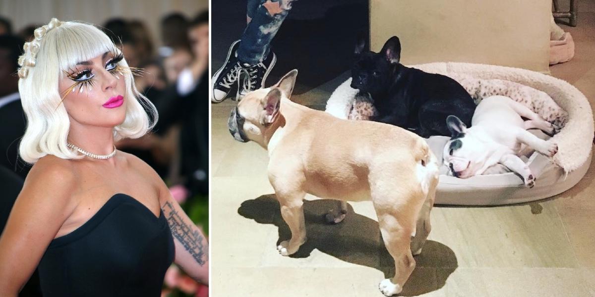 Surveillance Video Of Lady Gaga S Dog Walker Shooting Theft Of Her French Bulldogs