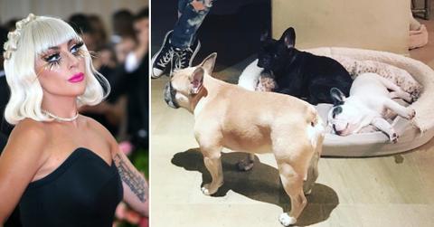 lady gaga dogs