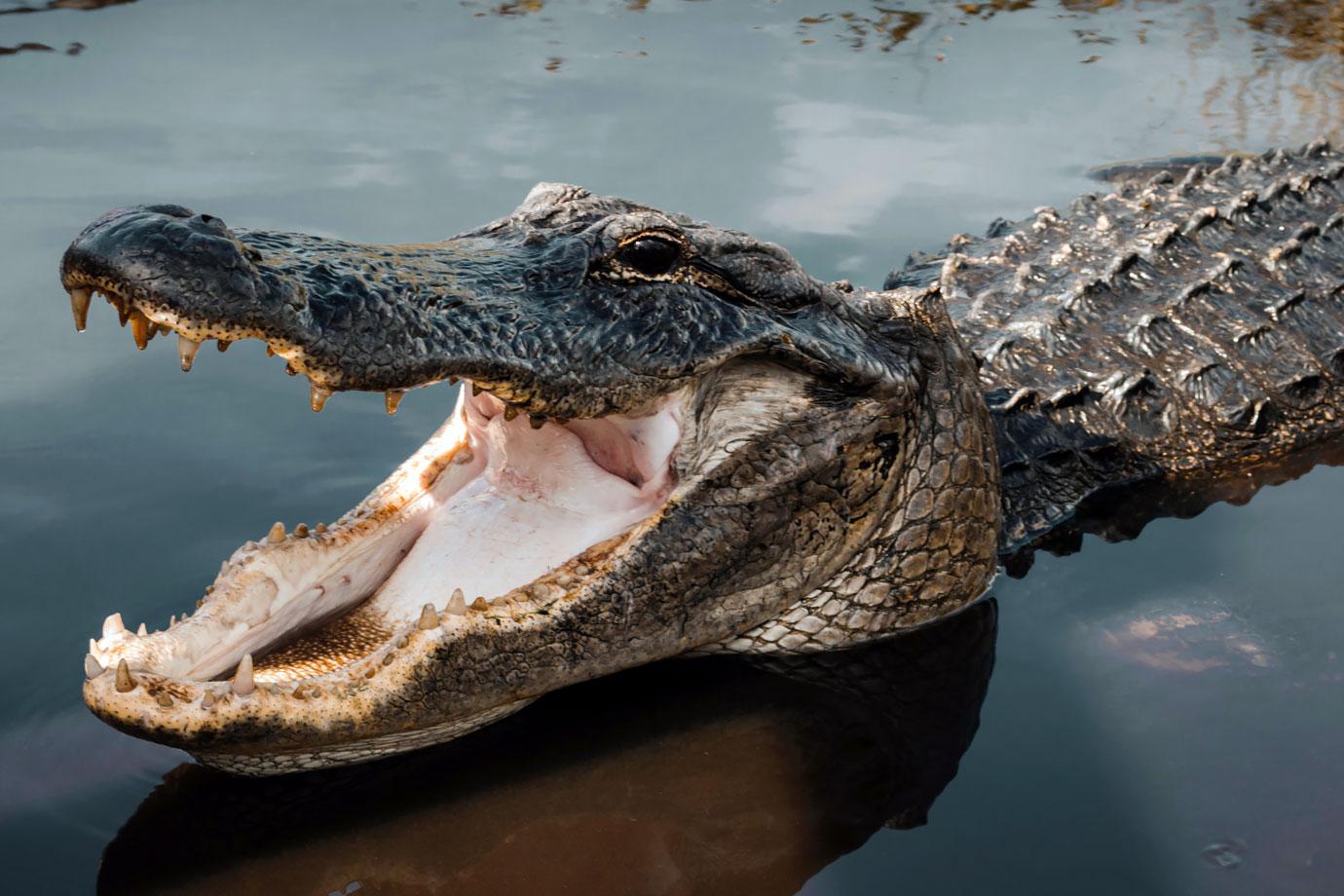 father steps helps trainer free herself from jaws alligator utahs childrens party ok