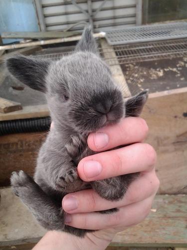 tiny bunny