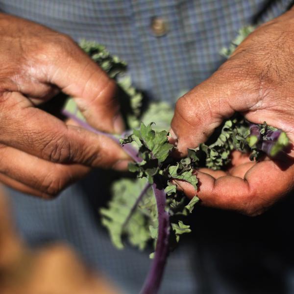 Migrant Workers Employed On Colorado’s Largest Organic Farm