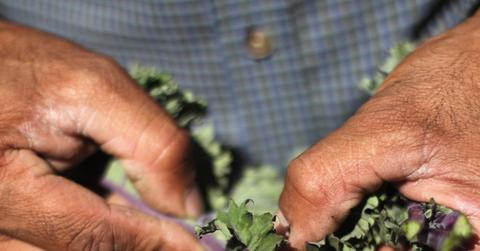 Migrant Workers Employed On Colorado’s Largest Organic Farm