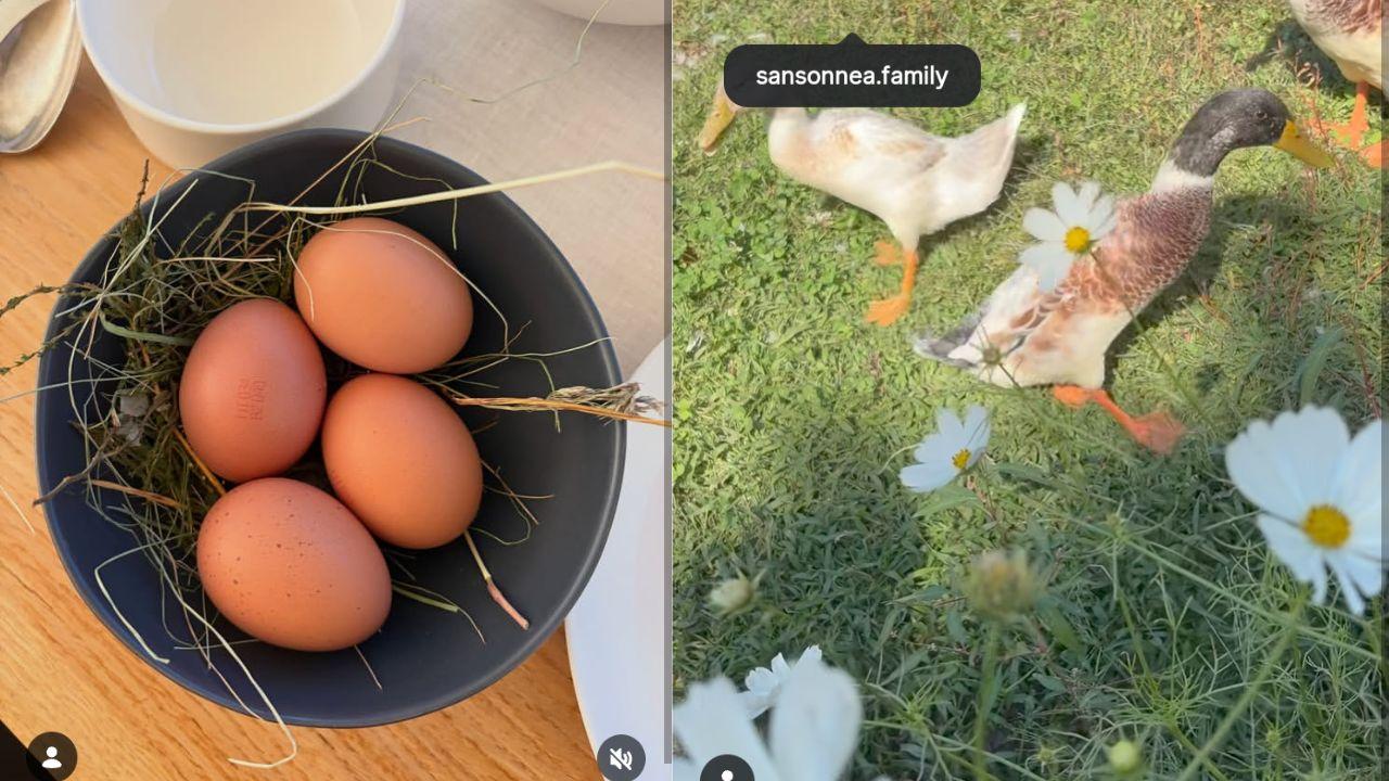 Image of eggs in a bowl and ducks wandering on the grass.