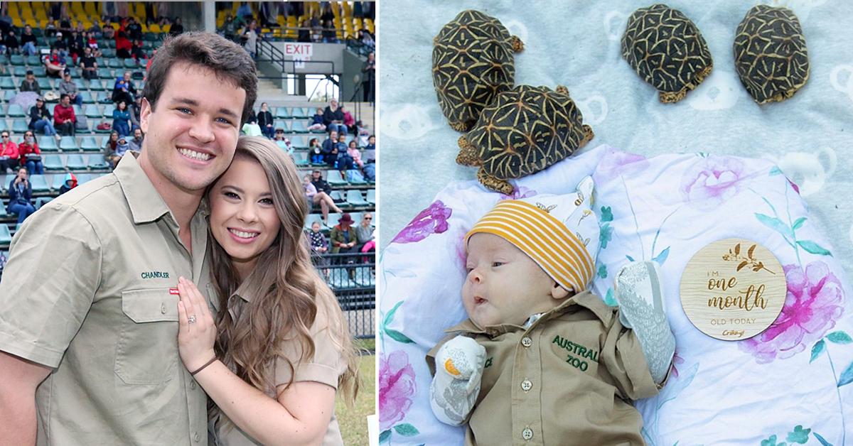 bindi irwin celebrates grace warrior one month milestone video tortoises