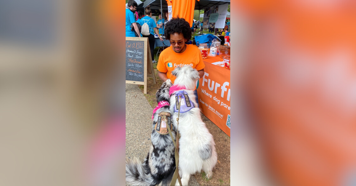 furfriends where dog lovers are unleashed