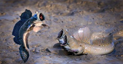 the comedy wildlife photography awards support conservation while giving fans a laugh