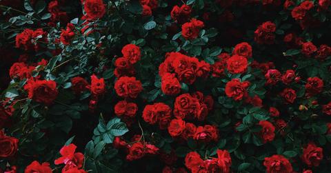 roses featured image ok magazine