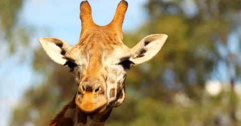 Giraffe found dead neck injury