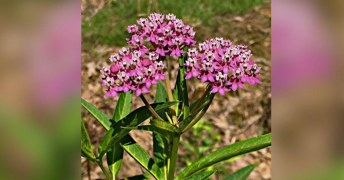 exploring tennessee dots free milkweed seeds to restore the endangered monarchs