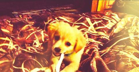 Blake Shelton Miranda Lambert