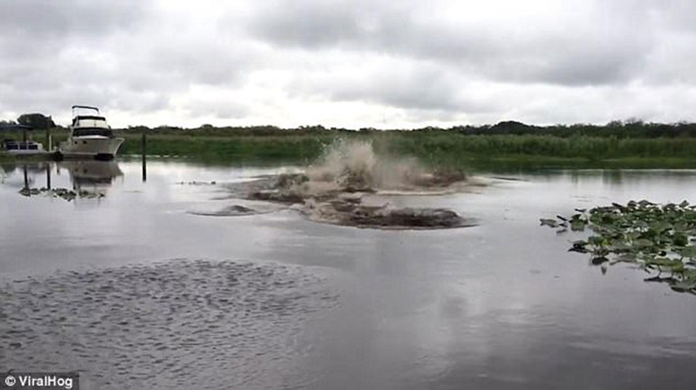 Florida man tortures manatees 3