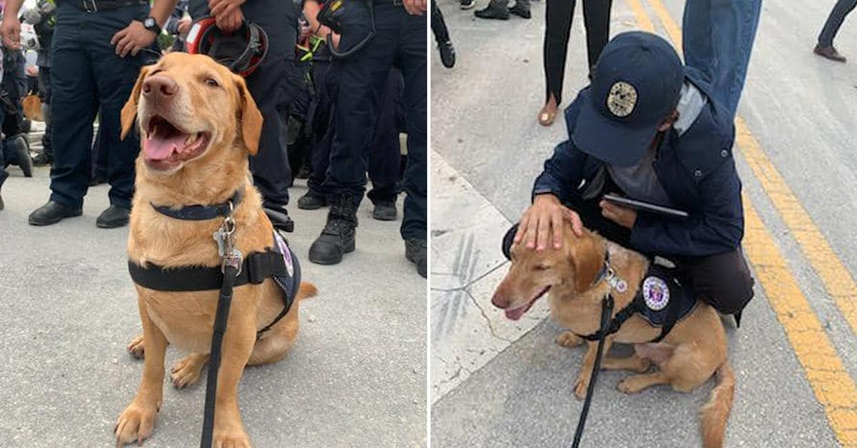 crisis response dog teddy not able to walk seaside florida condo collapse rescue