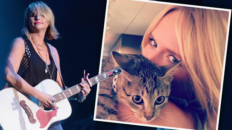 Miranda lambert adopts kitten after divorce