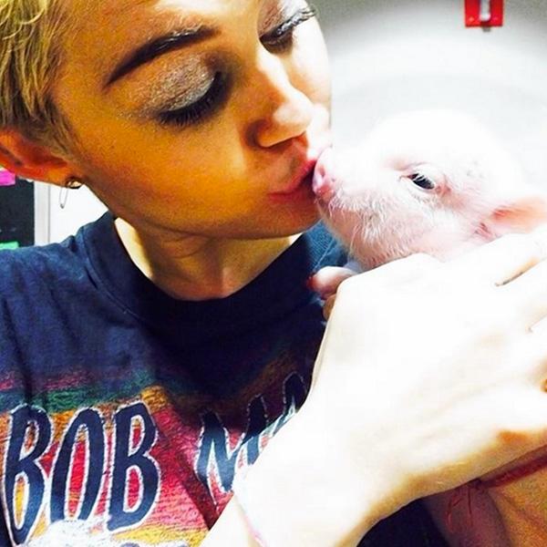 Miley cyrus piglet