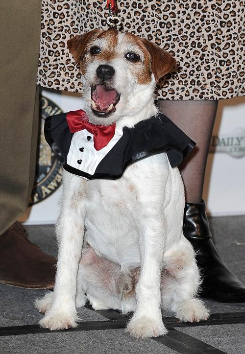 Uggie feb14 928971_ _1.jpg