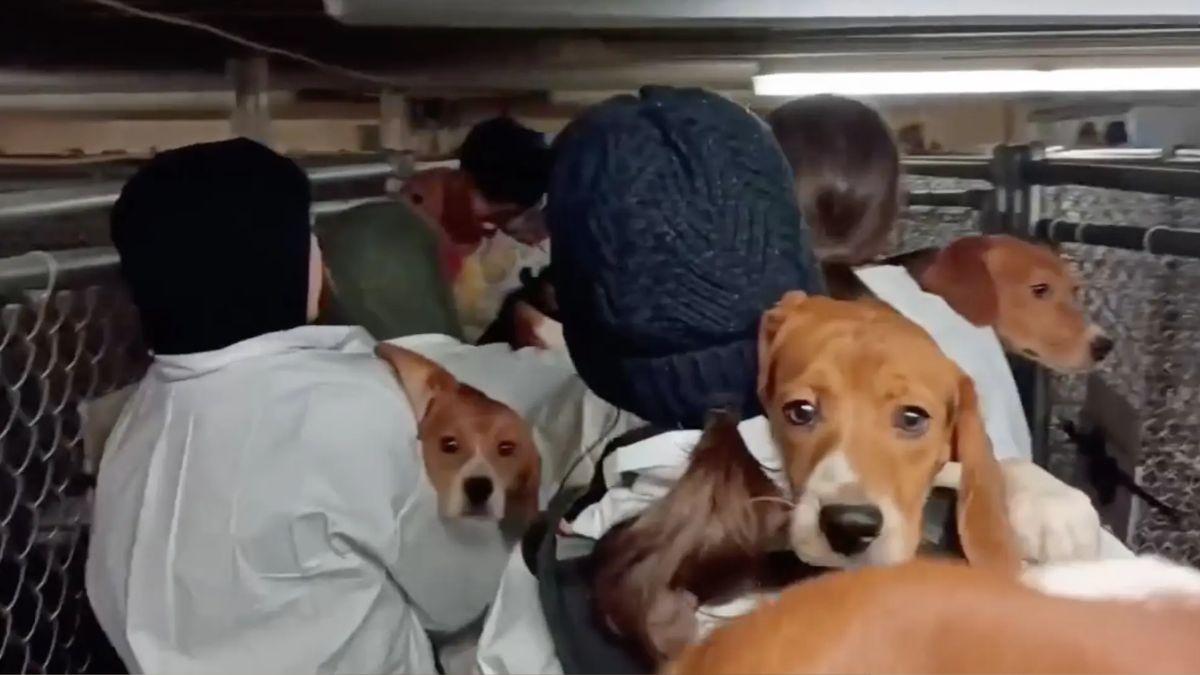 image of The farm conducts scientific research on dogs.