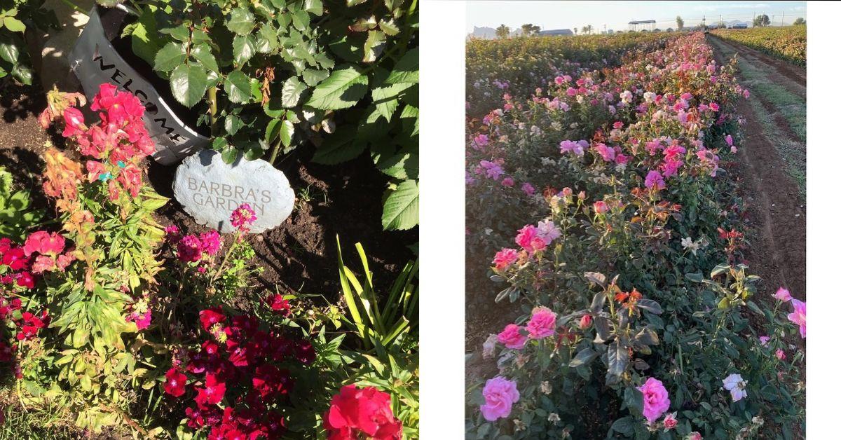 Photos of Barbra Streisand's garden.