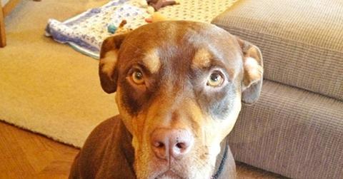 Gisele Bündchen Tom Brady Dog