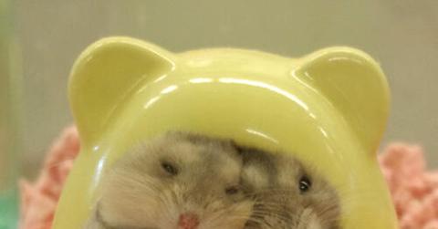 Hamsters