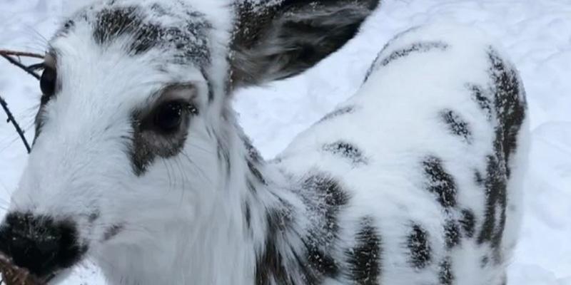 Dalmation deer fuzzy fawn blizzard