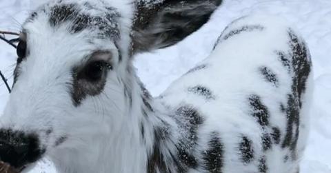 Dalmation deer fuzzy fawn blizzard