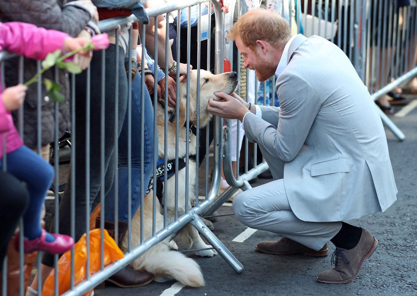 Prince harry meghan markle new dog 02