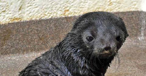 New England Aquarium