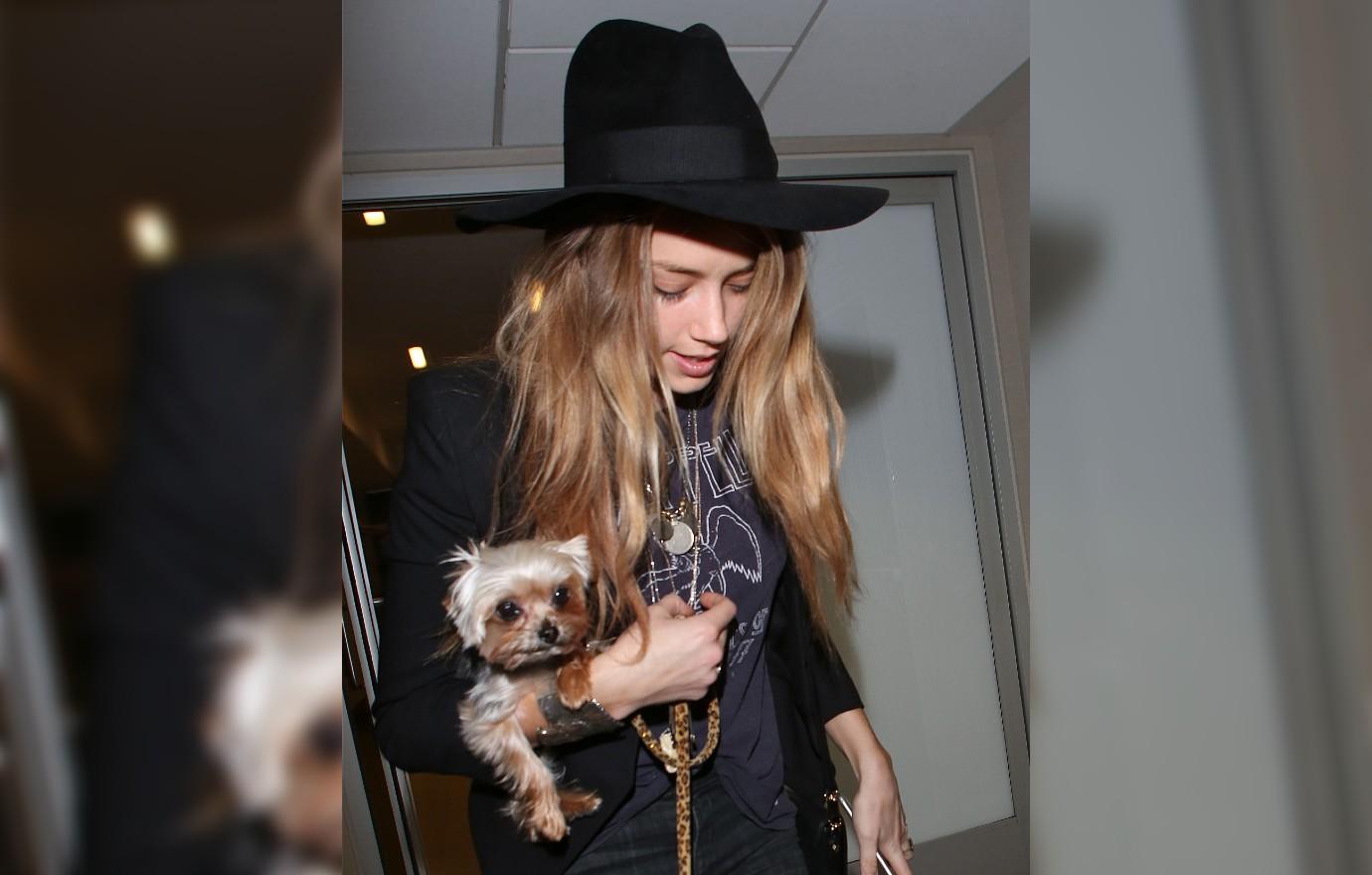 amber heard investigation perjury dog smuggling