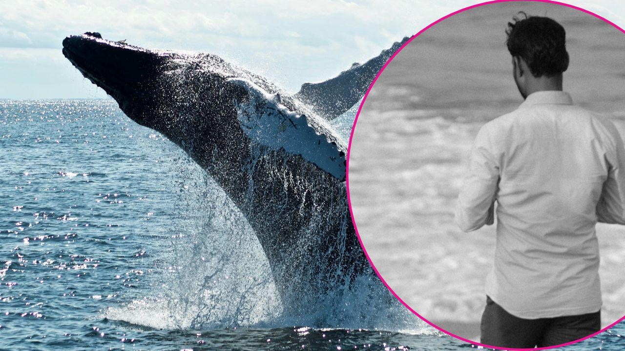 Photo of a Whale and a man