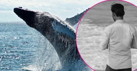 Photo of a Whale and a man