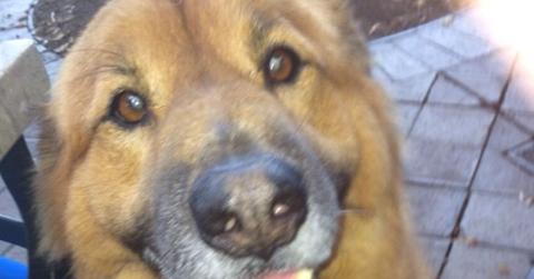 Chunk – Chelsea Handler