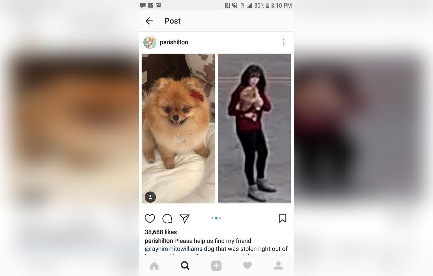 Paris hilton slammed stolen dog 3