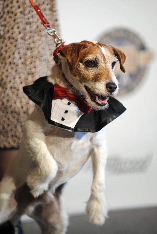 Uggie feb14 928970_ _1.jpg