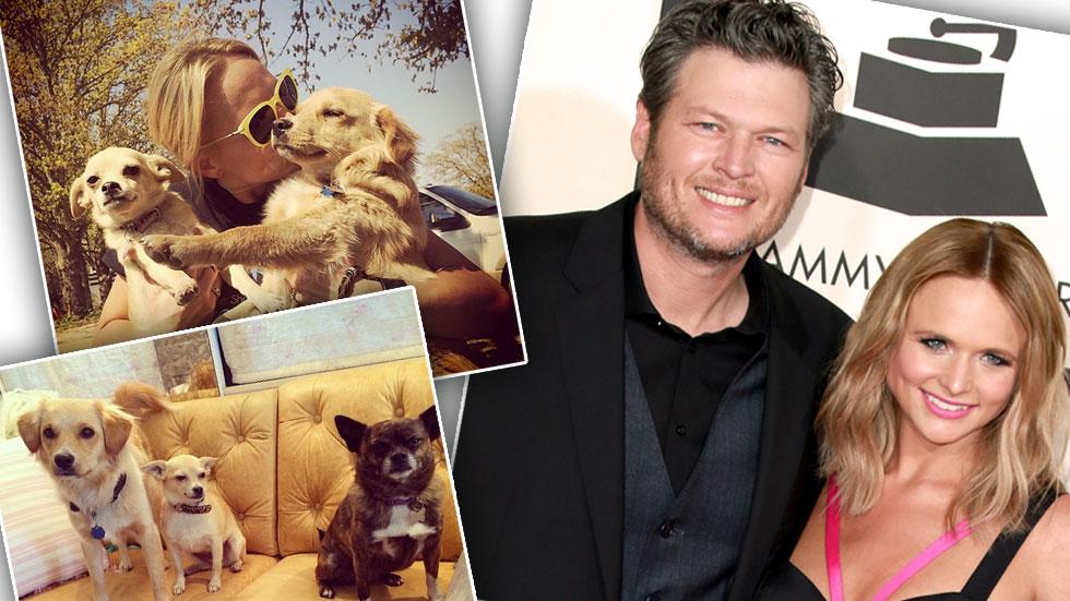 Miranda lambert blake shelton dogs custody divorce