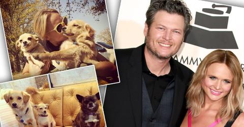 Miranda lambert blake shelton dogs custody divorce