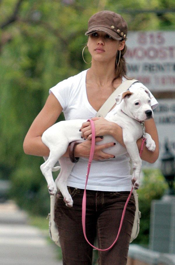 Jessica Alba Dog Bowie